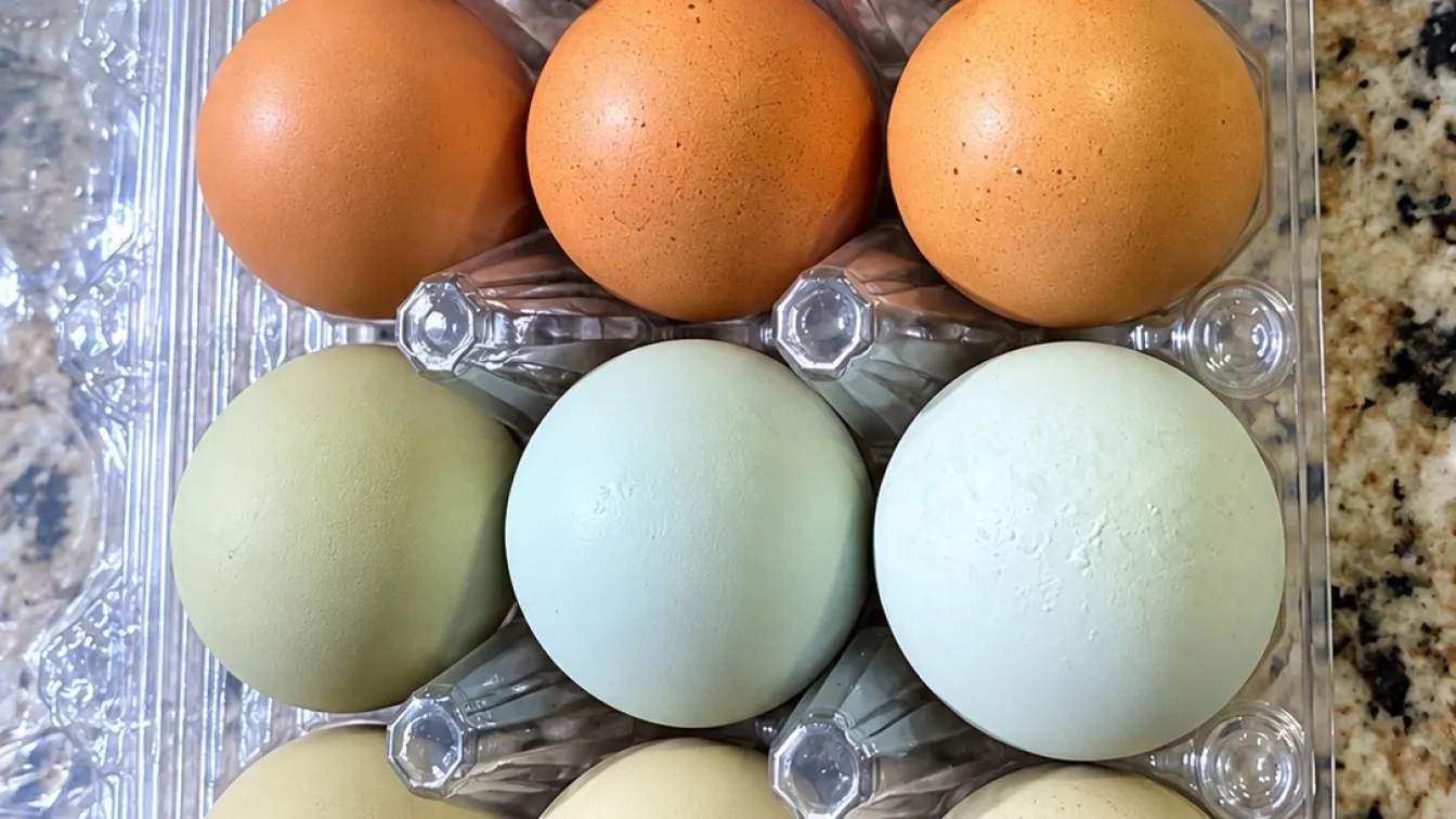Rainbow hatching eggs